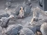 Guinea fowl — 5. fotó