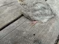 Quails — 照片 4