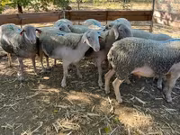 公羊, Sheep — 照片 4