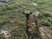 母山羊, Goats — 照片 7