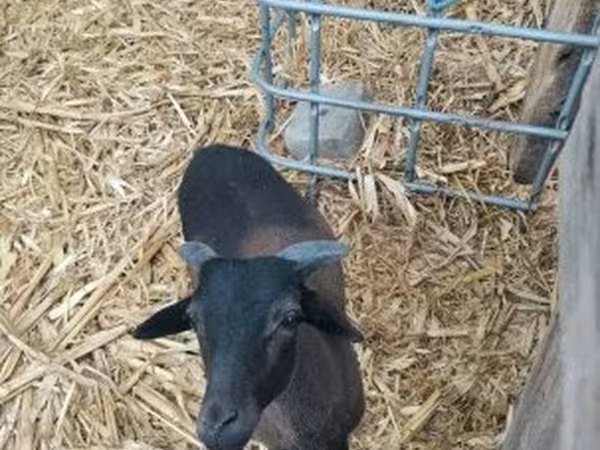 كبش, Cameroon sheep