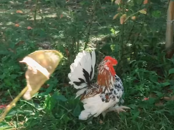 Japanisches Bantam