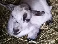 公山羊, Goats — 照片 3