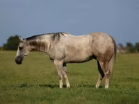 Hengst, Quarter Horse — Foto 1