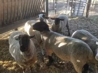 Kos, White Suffolk sheep — 4. fotó
