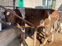 بقرة, Simmental cattle — الصورة 3