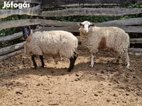 Juh, White Suffolk sheep — 2. fotó