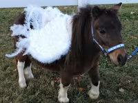 घोड़ी, Miniature horse — फ़ोटो 6