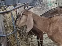 母山羊, Nubian Goat — 照片 2