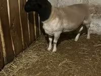 Sheep, Dorper sheep — photo 1