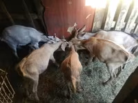 母山羊, Goats — 照片 3