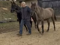 Hing, Black Sea breed — 8. fotó