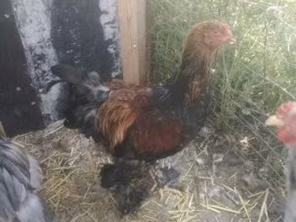 Brahma