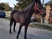 Jument, Chevaux — photo 2