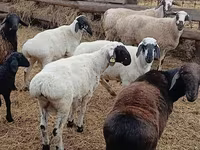 كبش, Arashan sheep — الصورة 2