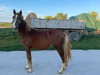 母马, Horses — 照片 2