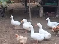 Ducks — फ़ोटो 1