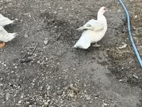 Ducks — photo 4