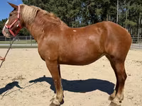 Caballo, Belgian Draught — foto 2