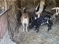 母山羊, Goats — 照片 1