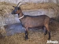 Bak, Alpine goat — 3. fotó