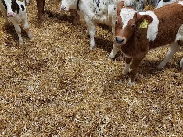 Bika, Limousin tehén