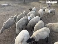 Kos, Tsigai sheep — 1. fotó