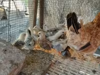 Chickens — फ़ोटो 4
