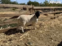 Kos, Dorper sheep — 1. fotó