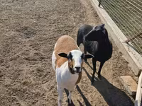 Schaf, Cameroon sheep — Foto 2