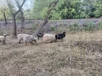 公羊, Racka sheep — 照片 3
