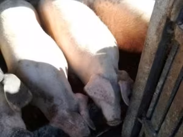 Porcs (lot, sexe non indiqué),  — Hongrie