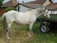 Бие, Hungarian horse breed — 1-сурет