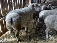 Kos, Ile-de-France sheep — 1. fotó