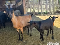 Cabro, Dutch Landrace goats — foto 4