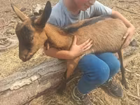 公山羊, Goats — 照片 1