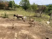 母山羊, Nubian Goat — 照片 3