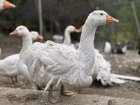 Geese — foto 3