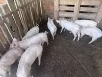 猪（批次，未指定性别） — 照片 2
