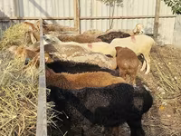 Sheep, Sheep — photo 4