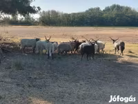 भेड़, Racka sheep — फ़ोटो 3