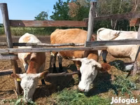 Cow, Simmental cattle — photo 8