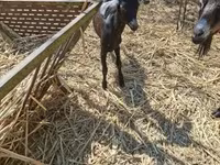 Goat, Nubian Goat — photo 3