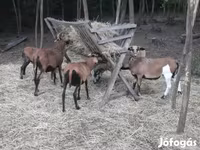 Ram, Cameroon sheep — photo 3