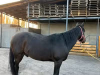 Cheval, Karachay horse — photo 3