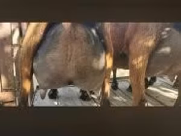 公山羊, Goats