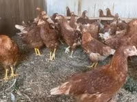 Chickens — 照片 2
