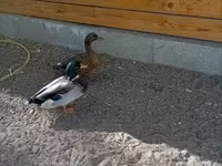 Ducks — फ़ोटो 1