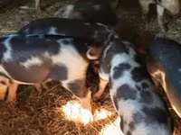 公猪, Pigs — 照片 3