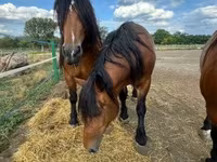 母马, Horses — 照片 8